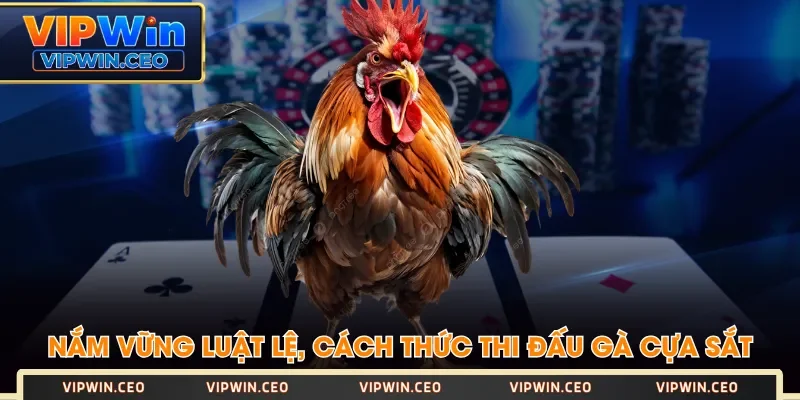 Nắm vững luật lệ, cách thức thi đấu gà cựa sắt Nắm vững luật lệ, cách thức thi đấu gà cựa sắt