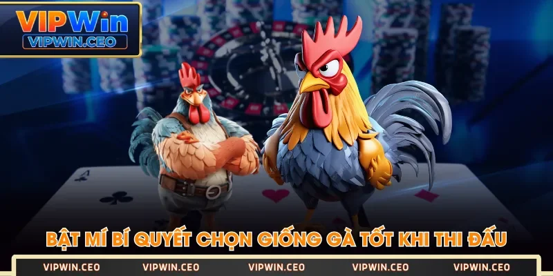 Bật mí bí quyết chọn giống gà tốt khi thi đấu Bật mí bí quyết chọn giống gà tốt khi thi đấu