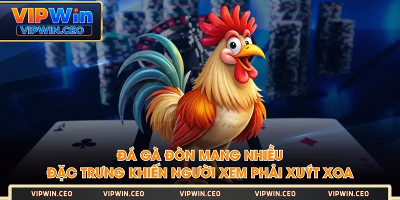 Đá gà đòn mang nhiều đặc trưng khiến người xem phải xuýt xoa Đá gà đòn mang nhiều đặc trưng khiến người xem phải xuýt xoa